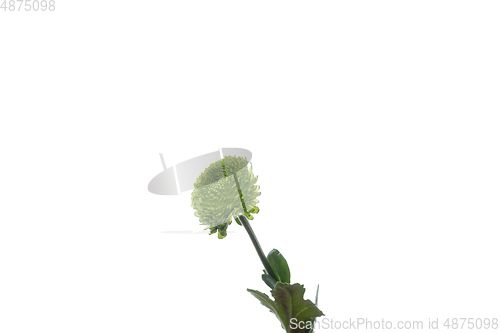 Image of Beautiful flowers isolated on white studio background. Design elements. Blooming, spring, summertime.