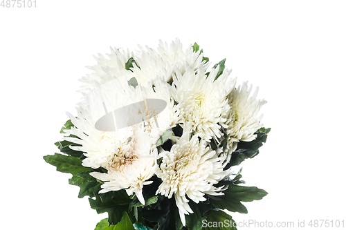 Image of Beautiful flowers isolated on white studio background. Design elements. Blooming, spring, summertime.