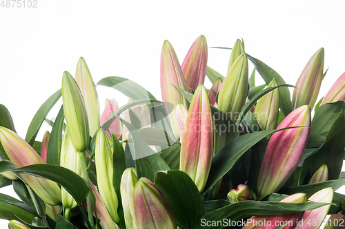 Image of Beautiful flowers isolated on white studio background. Design elements. Blooming, spring, summertime.