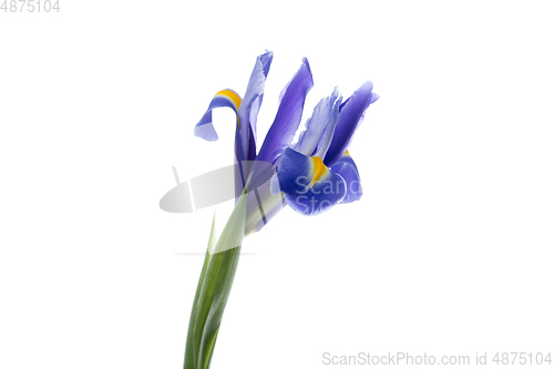 Image of Beautiful flowers isolated on white studio background. Design elements. Blooming, spring, summertime.