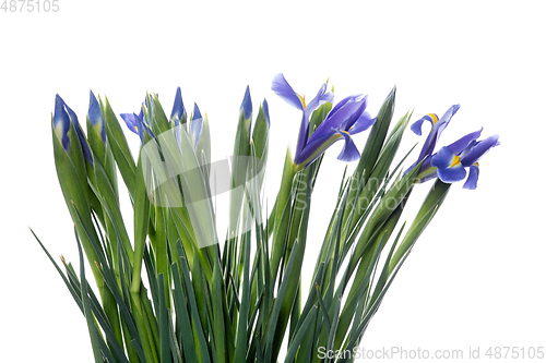 Image of Beautiful flowers isolated on white studio background. Design elements. Blooming, spring, summertime.