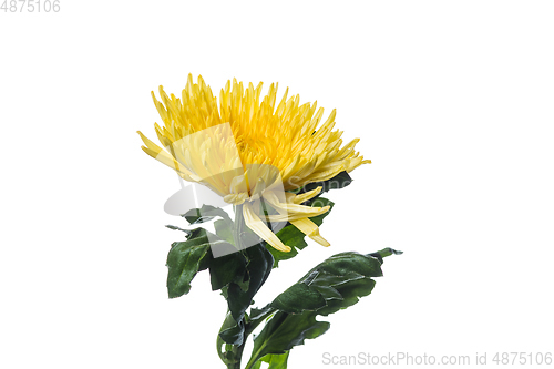 Image of Beautiful flowers isolated on white studio background. Design elements. Blooming, spring, summertime.