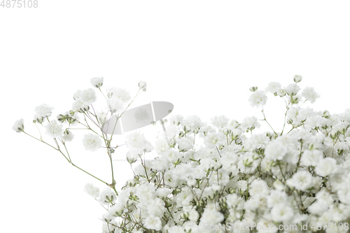 Image of Beautiful flowers isolated on white studio background. Design elements. Blooming, spring, summertime.