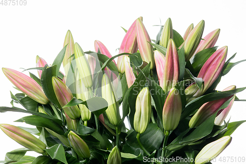 Image of Beautiful flowers isolated on white studio background. Design elements. Blooming, spring, summertime.