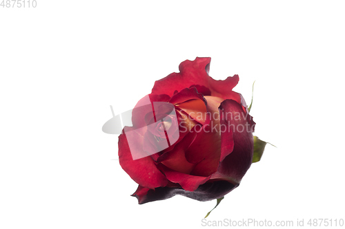 Image of Beautiful flowers isolated on white studio background. Design elements. Blooming, spring, summertime.