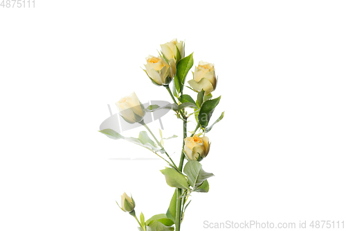 Image of Beautiful flowers isolated on white studio background. Design elements. Blooming, spring, summertime.