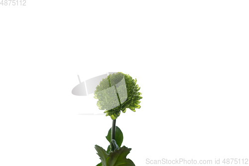 Image of Beautiful flowers isolated on white studio background. Design elements. Blooming, spring, summertime.