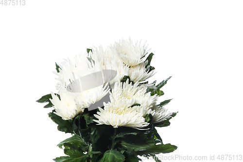 Image of Beautiful flowers isolated on white studio background. Design elements. Blooming, spring, summertime.