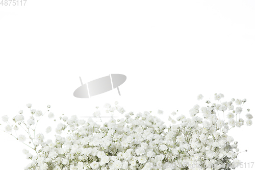 Image of Beautiful flowers isolated on white studio background. Design elements. Blooming, spring, summertime.