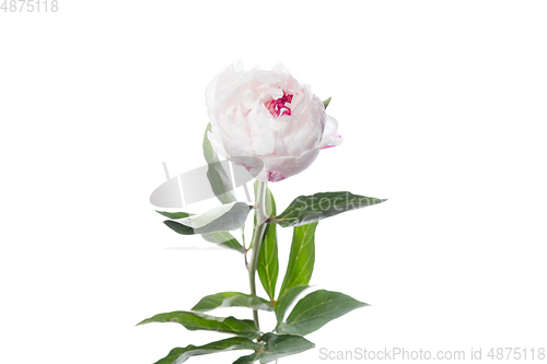Image of Beautiful flowers isolated on white studio background. Design elements. Blooming, spring, summertime.