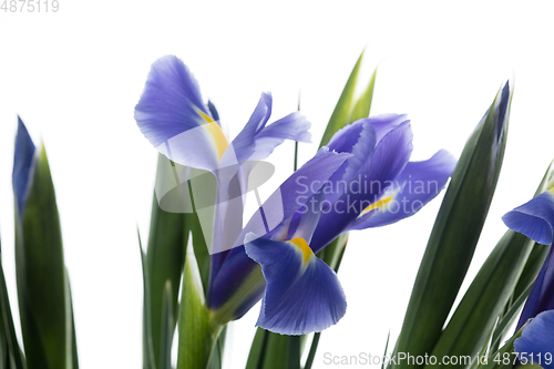 Image of Beautiful flowers isolated on white studio background. Design elements. Blooming, spring, summertime.