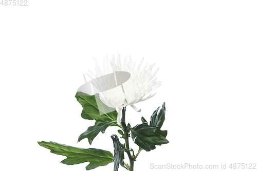 Image of Beautiful flowers isolated on white studio background. Design elements. Blooming, spring, summertime.