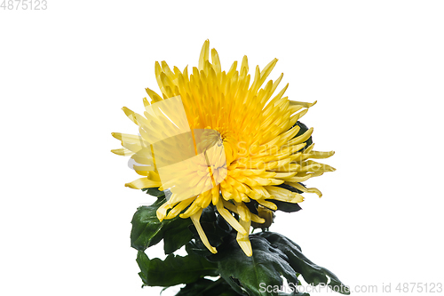 Image of Beautiful flowers isolated on white studio background. Design elements. Blooming, spring, summertime.