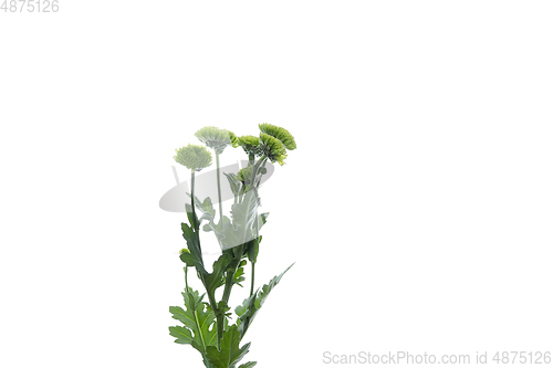 Image of Beautiful flowers isolated on white studio background. Design elements. Blooming, spring, summertime.