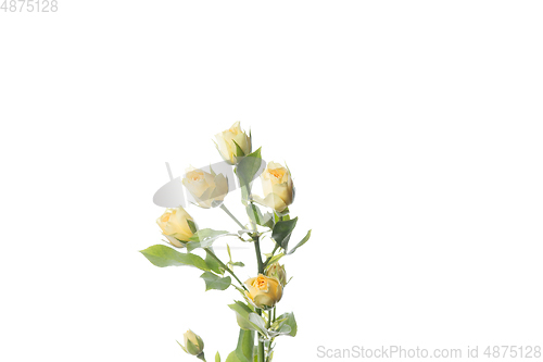 Image of Beautiful flowers isolated on white studio background. Design elements. Blooming, spring, summertime.