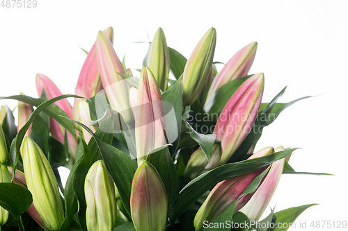 Image of Beautiful flowers isolated on white studio background. Design elements. Blooming, spring, summertime.