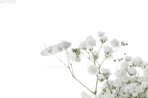 Image of Beautiful flowers isolated on white studio background. Design elements. Blooming, spring, summertime.