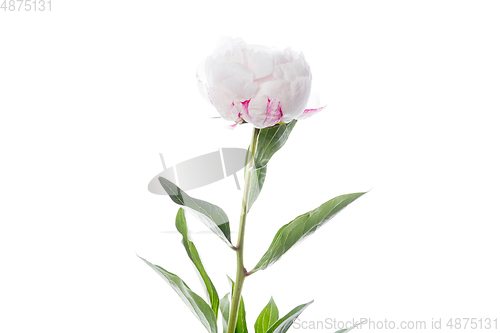 Image of Beautiful flowers isolated on white studio background. Design elements. Blooming, spring, summertime.