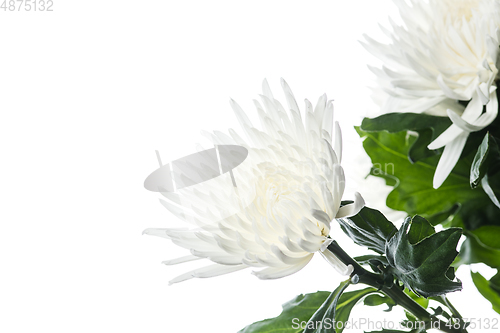 Image of Beautiful flowers isolated on white studio background. Design elements. Blooming, spring, summertime.