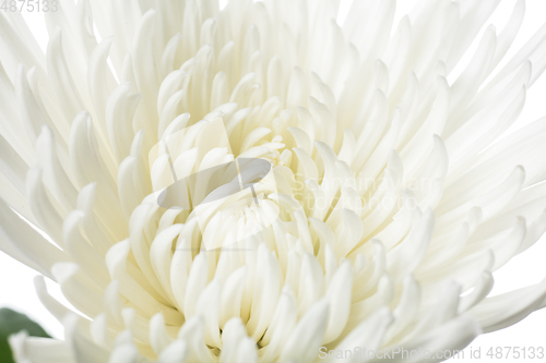 Image of Beautiful flowers isolated on white studio background. Design elements. Blooming, spring, summertime.