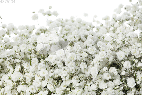 Image of Beautiful flowers isolated on white studio background. Design elements. Blooming, spring, summertime.