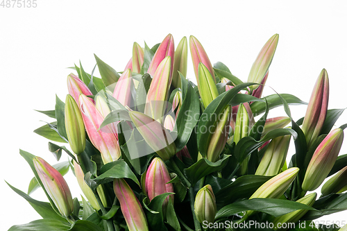 Image of Beautiful flowers isolated on white studio background. Design elements. Blooming, spring, summertime.