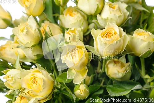 Image of Beautiful flowers isolated on white studio background. Design elements. Blooming, spring, summertime.