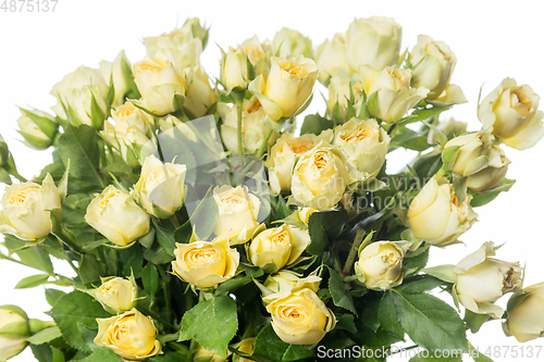 Image of Beautiful flowers isolated on white studio background. Design elements. Blooming, spring, summertime.