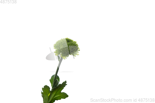 Image of Beautiful flowers isolated on white studio background. Design elements. Blooming, spring, summertime.