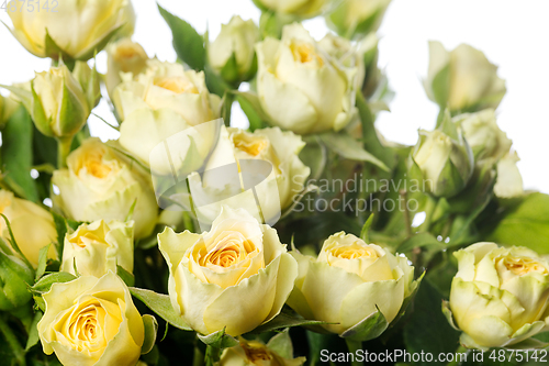 Image of Beautiful flowers isolated on white studio background. Design elements. Blooming, spring, summertime.