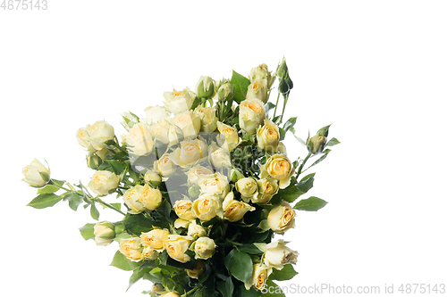 Image of Beautiful flowers isolated on white studio background. Design elements. Blooming, spring, summertime.