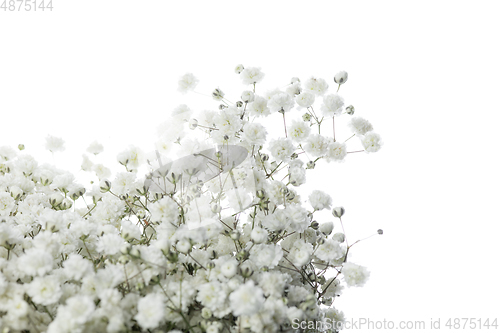 Image of Beautiful flowers isolated on white studio background. Design elements. Blooming, spring, summertime.