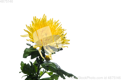 Image of Beautiful flowers isolated on white studio background. Design elements. Blooming, spring, summertime.