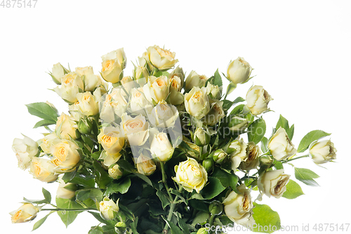 Image of Beautiful flowers isolated on white studio background. Design elements. Blooming, spring, summertime.