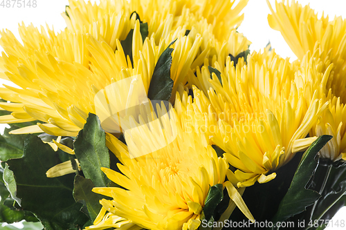 Image of Beautiful flowers isolated on white studio background. Design elements. Blooming, spring, summertime.