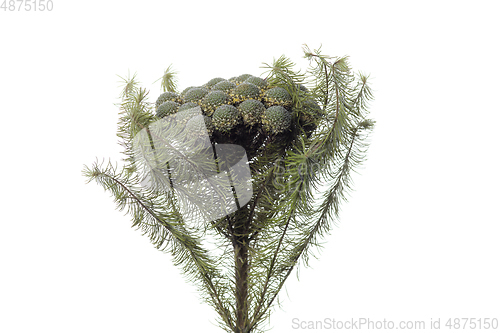 Image of Beautiful flowers isolated on white studio background. Design elements. Blooming, spring, summertime.
