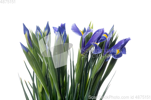 Image of Beautiful flowers isolated on white studio background. Design elements. Blooming, spring, summertime.