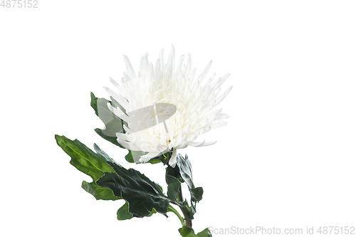 Image of Beautiful flowers isolated on white studio background. Design elements. Blooming, spring, summertime.