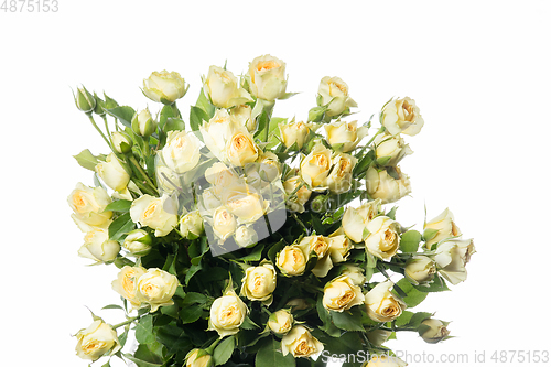 Image of Beautiful flowers isolated on white studio background. Design elements. Blooming, spring, summertime.