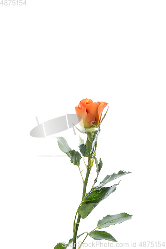 Image of Beautiful flowers isolated on white studio background. Design elements. Blooming, spring, summertime.