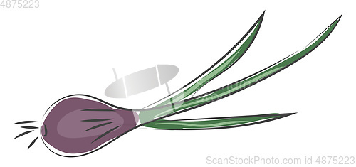 Image of A violet color onion with green leaves vector or color illustrat