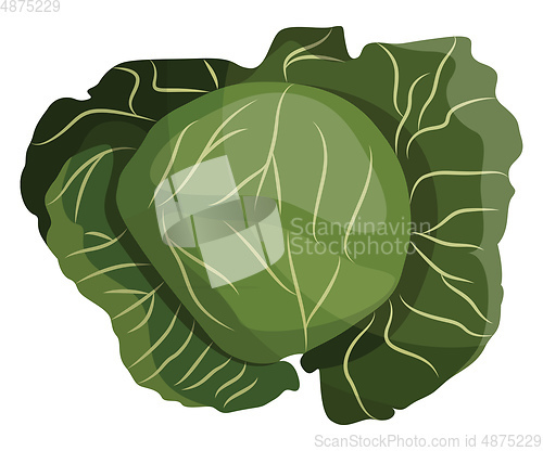 Image of Green cabbage vector illustration of vegetables on white backgro