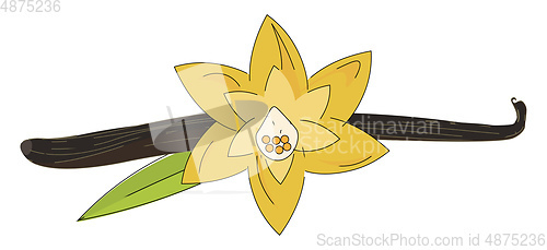 Image of A yellow vanilla flower vector or color illustration