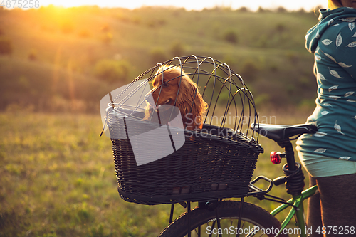 Image of Young woman having fun near countryside park, riding bike, traveling with companion spaniel dog