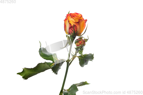 Image of Beautiful flowers isolated on white studio background. Design elements. Blooming, spring, summertime.