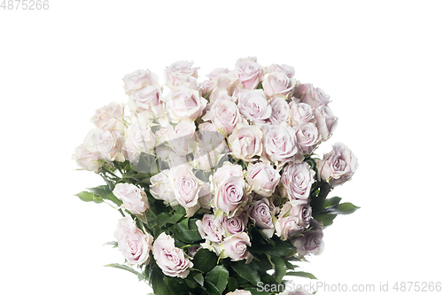 Image of Beautiful flowers isolated on white studio background. Design elements. Blooming, spring, summertime.