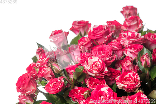 Image of Beautiful flowers isolated on white studio background. Design elements. Blooming, spring, summertime.