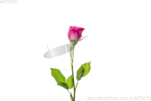 Image of Beautiful flowers isolated on white studio background. Design elements. Blooming, spring, summertime.