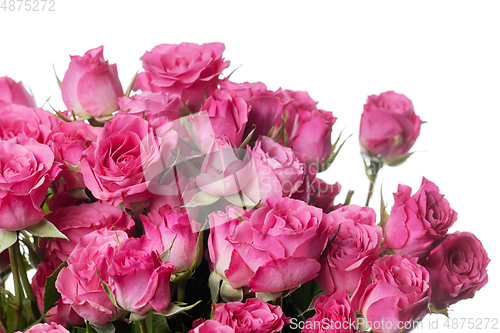 Image of Beautiful flowers isolated on white studio background. Design elements. Blooming, spring, summertime.