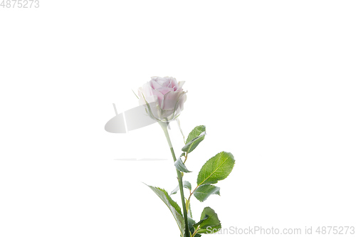 Image of Beautiful flowers isolated on white studio background. Design elements. Blooming, spring, summertime.